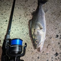 セイゴ（マルスズキ）