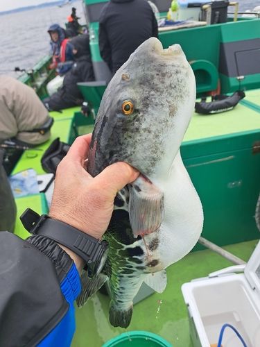 トラフグの釣果