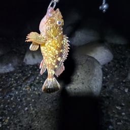 カサゴ