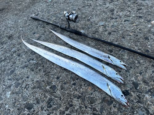 タチウオの釣果