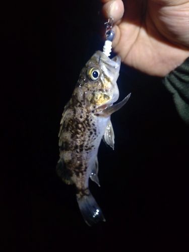 釣果