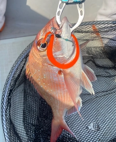 チャリコの釣果