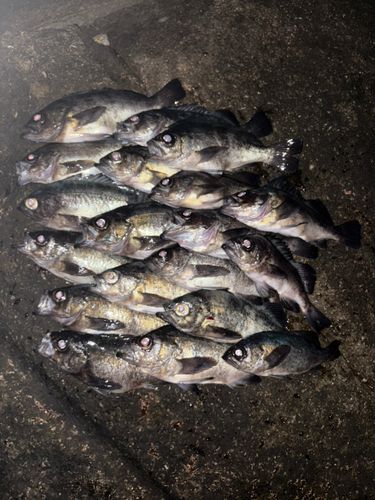 メバルの釣果