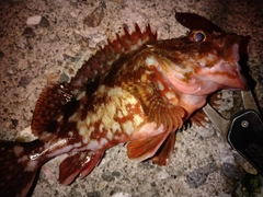 カサゴの釣果