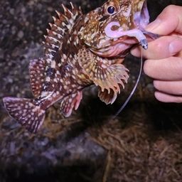 カサゴ