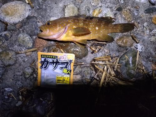 キジハタの釣果