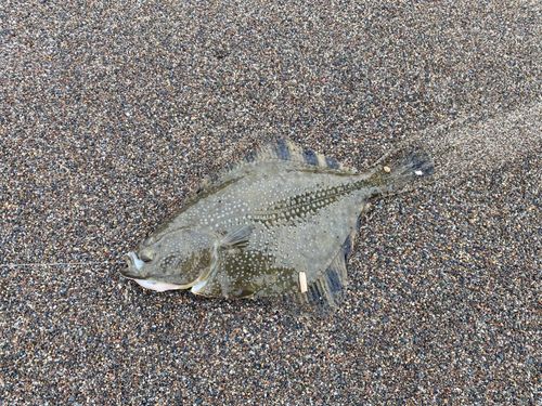 カレイの釣果