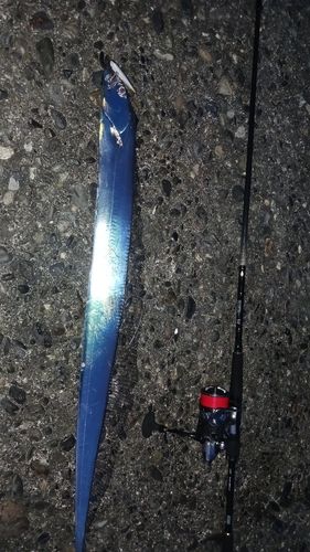 タチウオの釣果