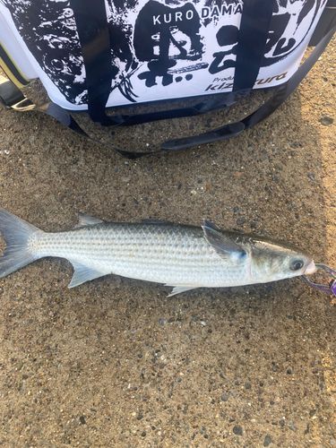 ボラの釣果