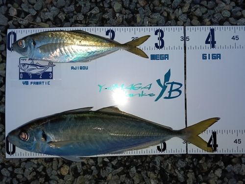 マアジの釣果