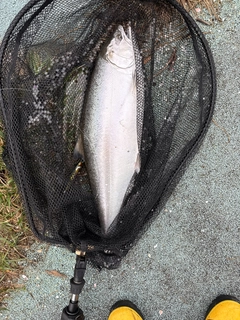 サクラマスの釣果