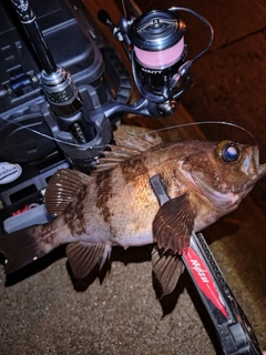 メバルの釣果