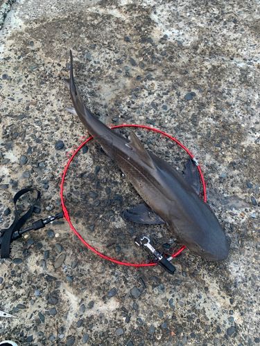 サメの釣果
