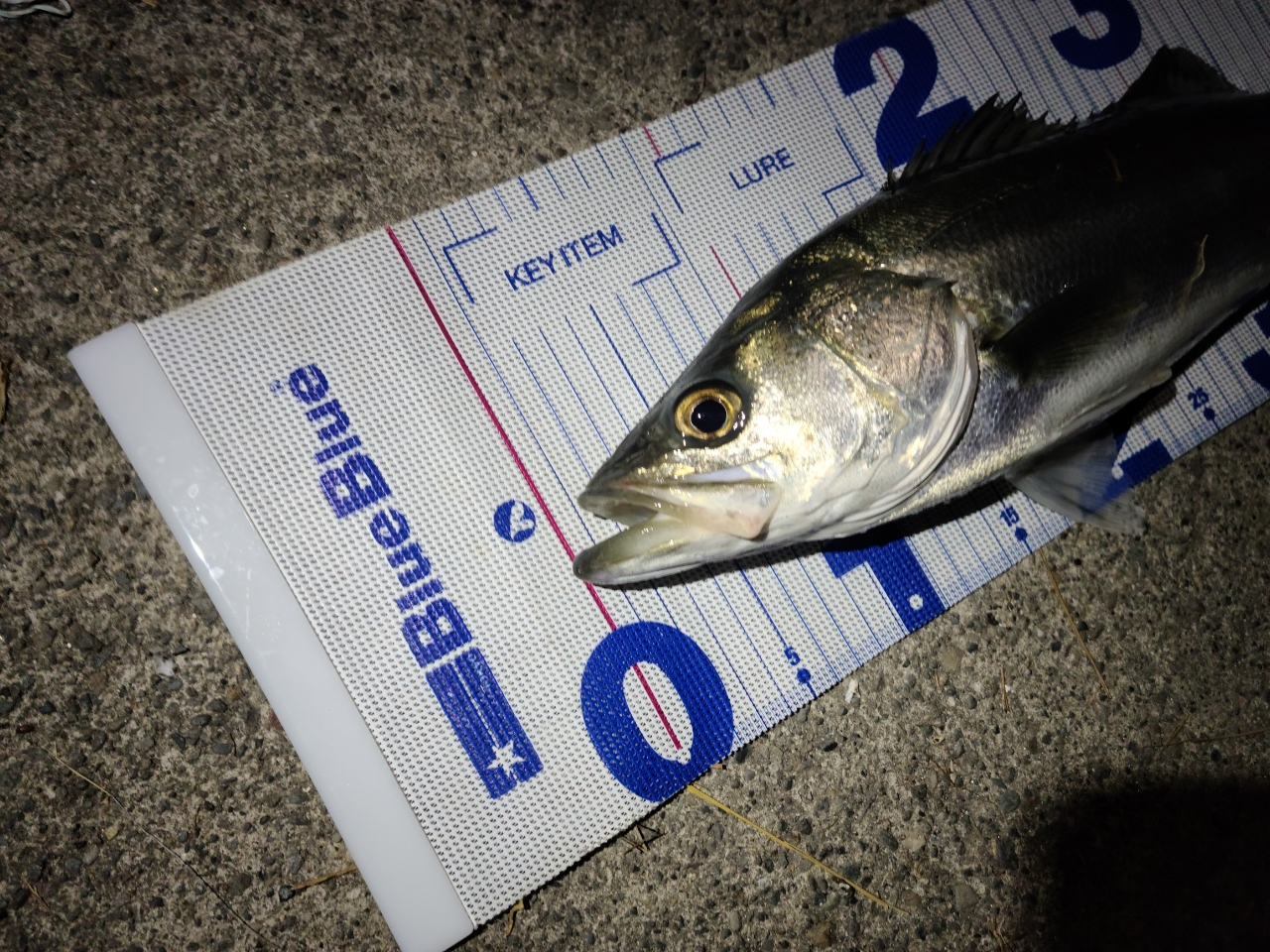 DAIWA 21ラブラックス AGS 96Mの最安値・インプレ・釣果 | 本音