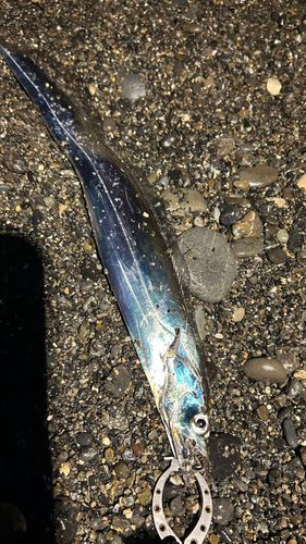 タチウオの釣果