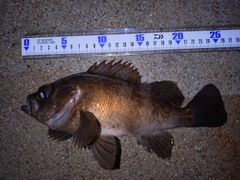 メバルの釣果