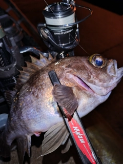メバルの釣果