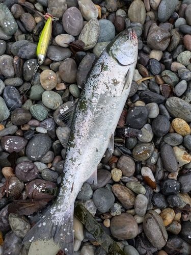 サクラマスの釣果