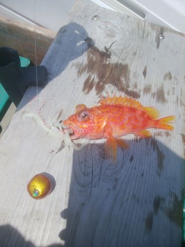 アヤメカサゴの釣果