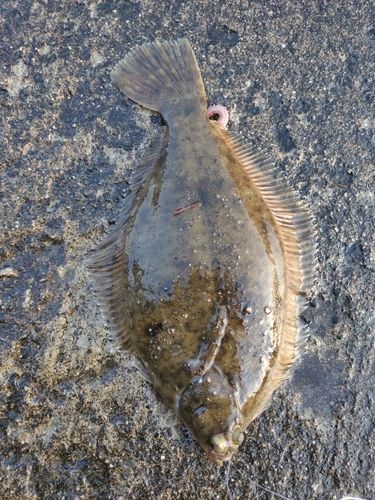 マコガレイの釣果