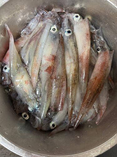 ヤリイカの釣果