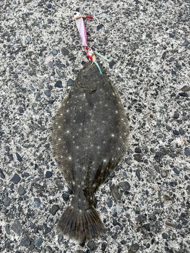 ヒラメの釣果
