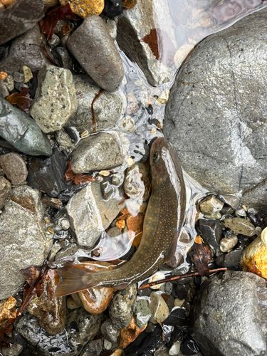 イワナの釣果