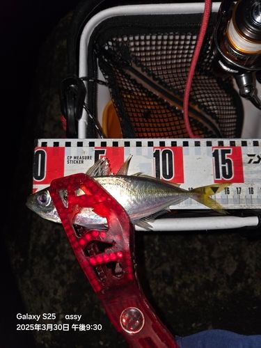 マアジの釣果