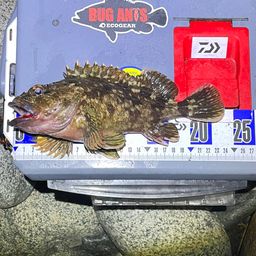 カサゴ