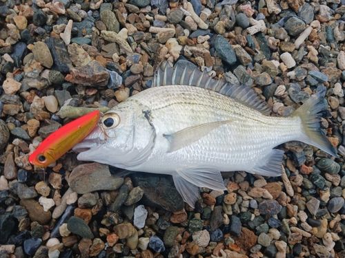 ミナミクロダイの釣果