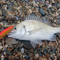 ミナミクロダイ