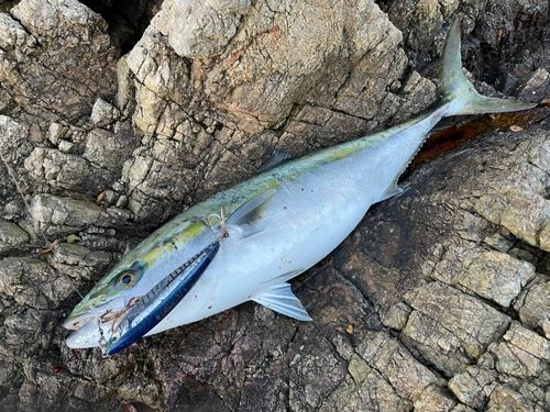 ハマチの釣果
