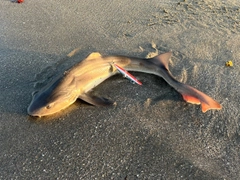 ドチザメの釣果