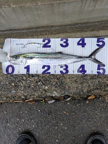 サゴシの釣果