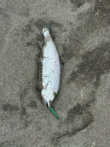 サクラマスの釣果