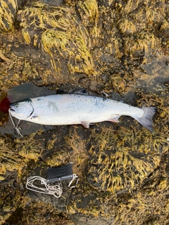 サクラマスの釣果