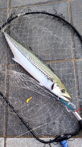 サゴシの釣果