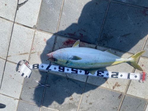 サゴシの釣果