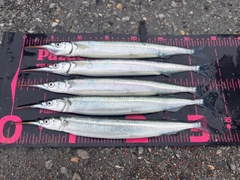 サヨリの釣果