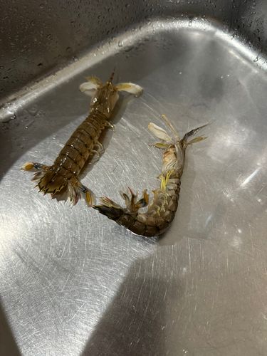 シャコエビの釣果