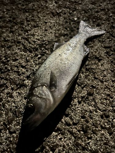 セイゴ（ヒラスズキ）の釣果