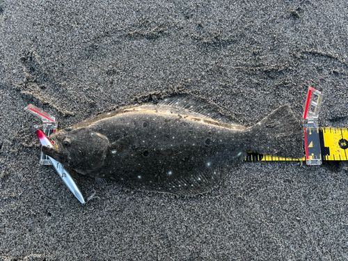 ヒラメの釣果