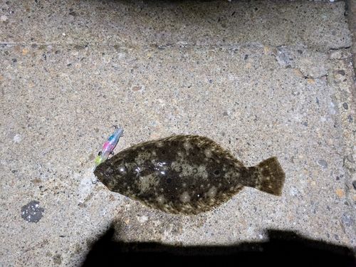 マゴチの釣果