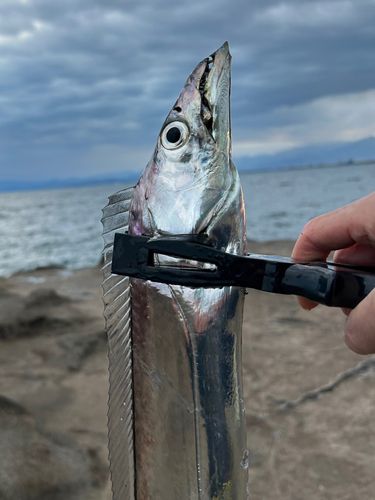 タチウオの釣果