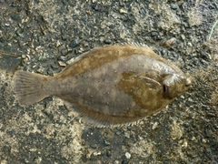 マコガレイの釣果
