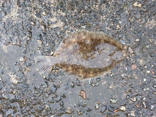 マコガレイの釣果