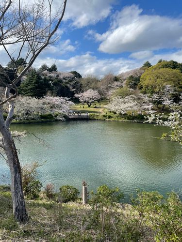 ブルーギルの釣果