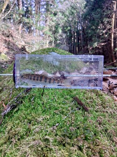 ヤマメの釣果