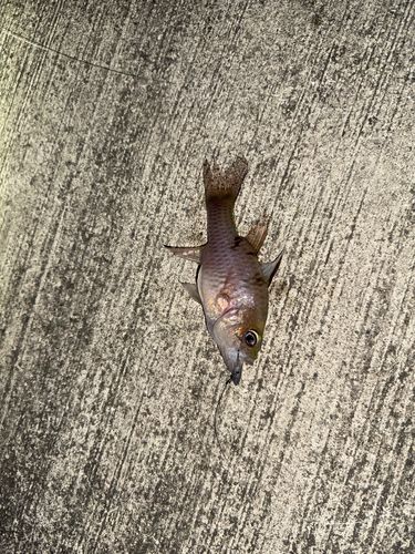 ウケグチイットウダイの釣果