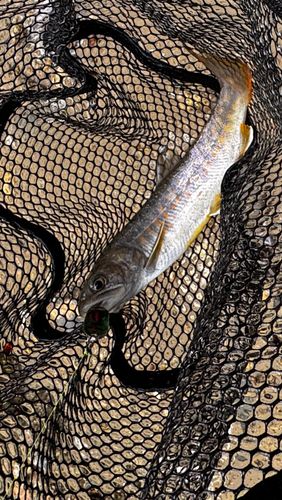 ヤマトイワナの釣果